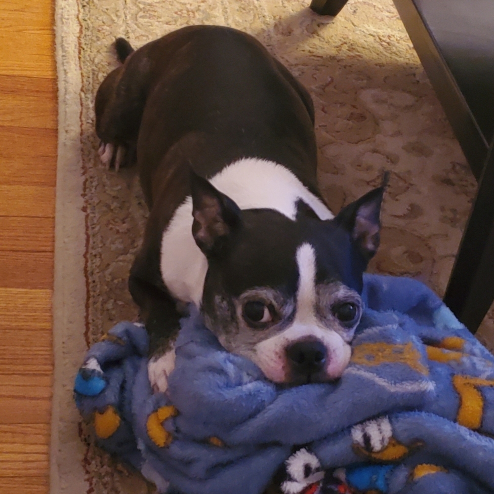 Sunday Snuggles while Momma Poshmarks!